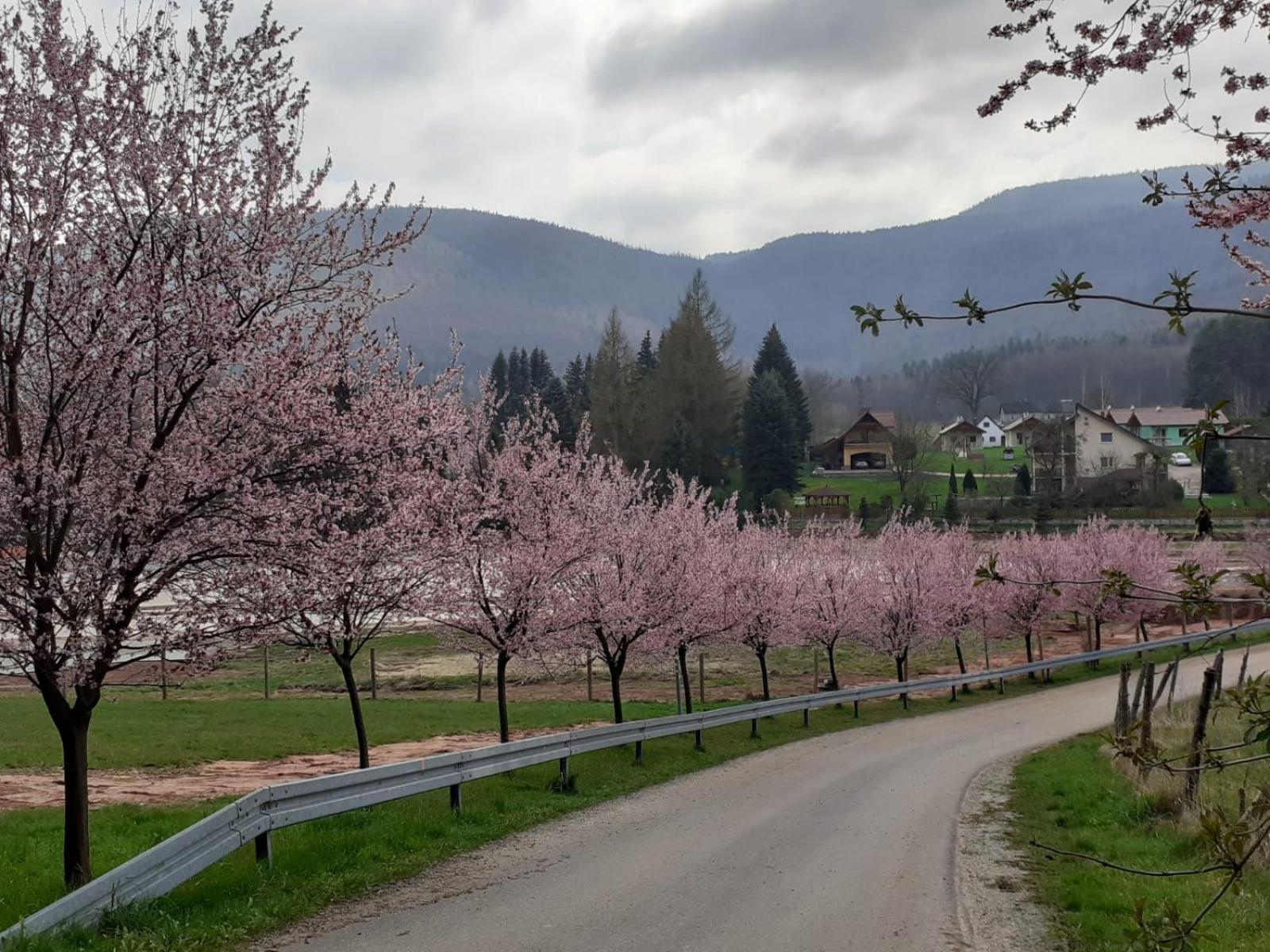 Otulina Dom W Gorach Stolowych Pod Szczelincem Pogranicze Pl-Cz Radkow Bagian luar foto
