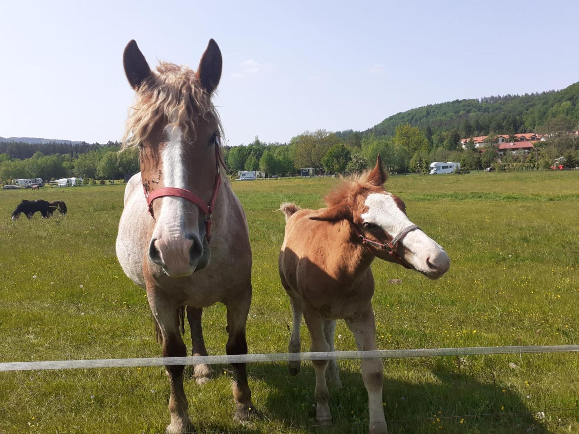 Otulina Dom W Gorach Stolowych Pod Szczelincem Pogranicze Pl-Cz Radkow Bagian luar foto
